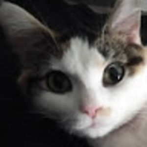 Meet your Posher, Tyesha